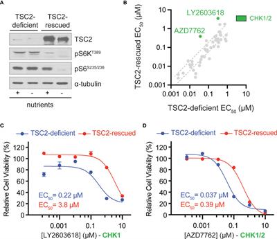 Chemical Biology Screening Identifies a Vulnerability to Checkpoint Kinase Inhibitors in TSC2-Deficient Renal Angiomyolipomas